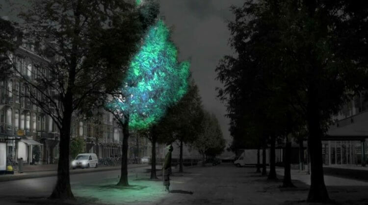Освещение улиц при помощи светящихся деревьев — реально ли это?